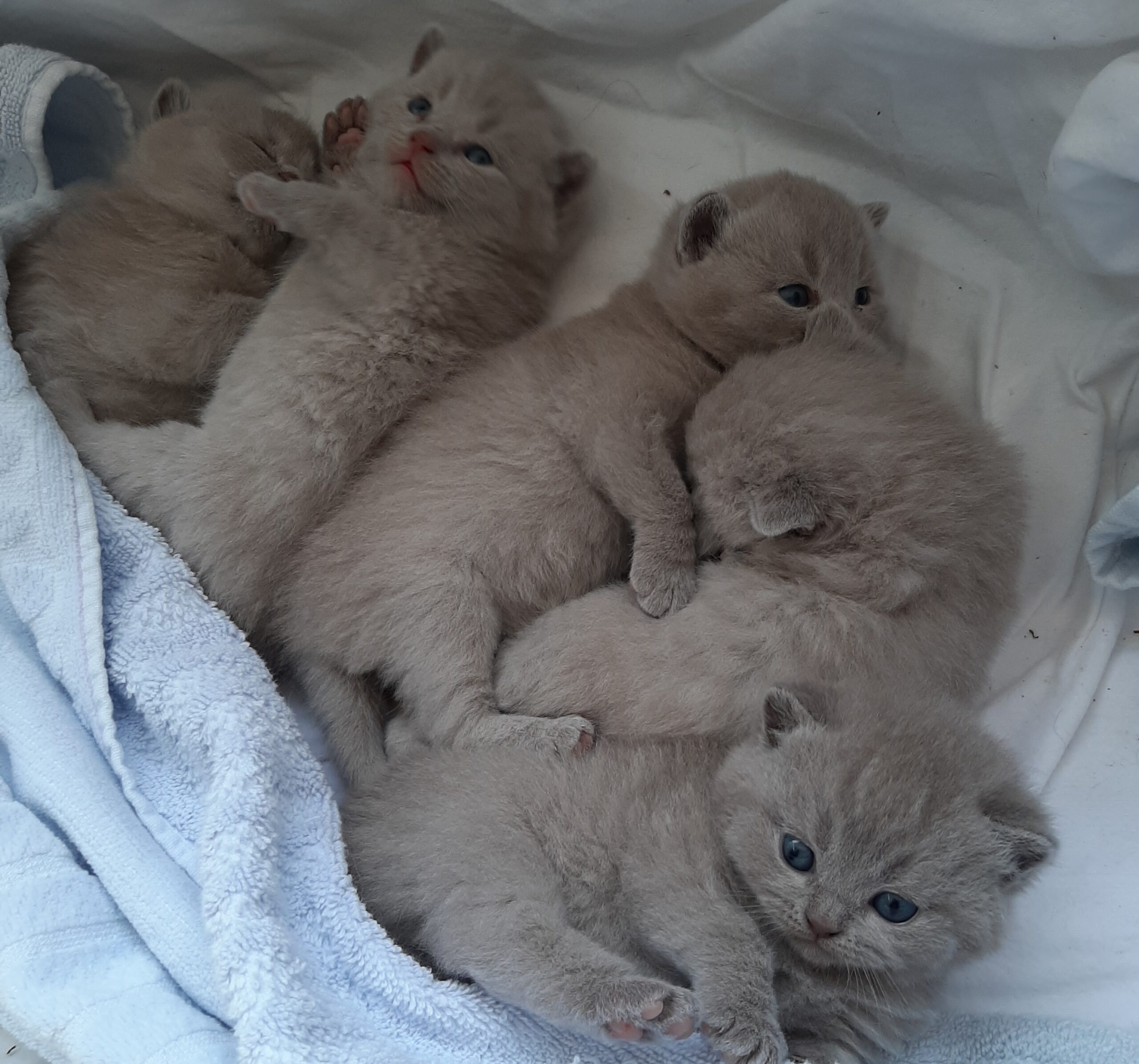 Brits Korthaar kittens van nul tot vijf weken
