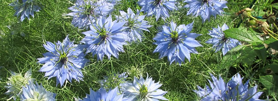 bloem juffertje in het groen