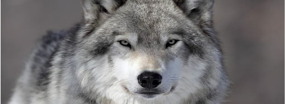wolf2