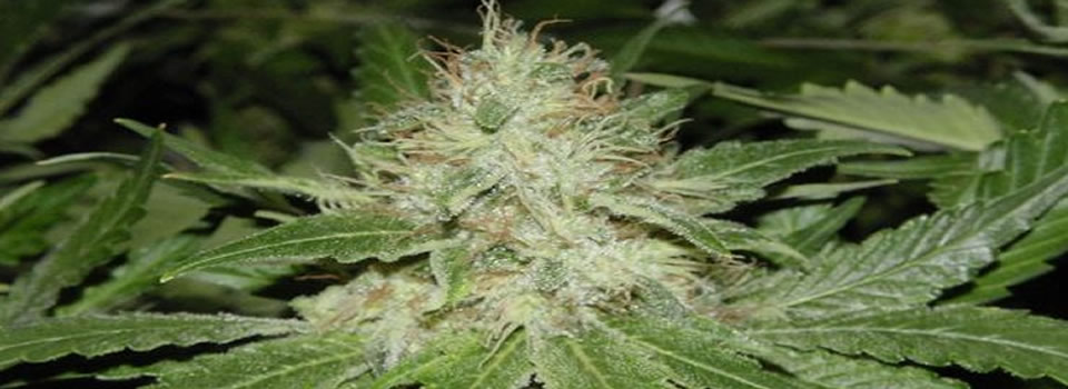 Ethan Nadelmann: Why we need to end the War on Drugs