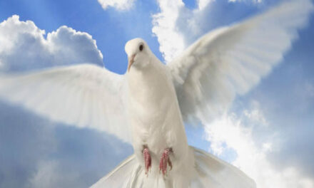 Classified Miracle – Unbelievable Reunion of Adopted – Beyond Chance
