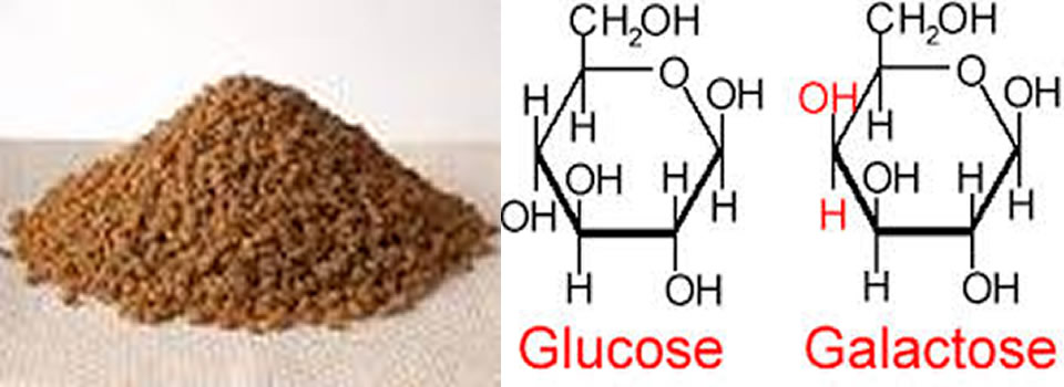Galactose, onmisbaar voor onze gezondheid
