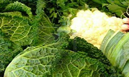 Americans Growing More of Their Own Food