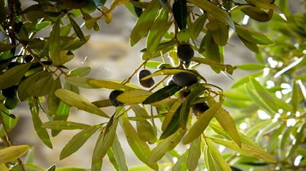 This Simple Leaf Prevents Stroke, Hypertension, Diabetes, Alzheimer’s, and More