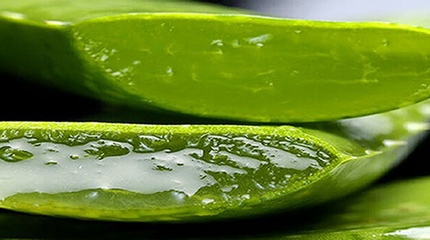 Why Egyptians Called It Aloe Vera The Plant Of Immortality
