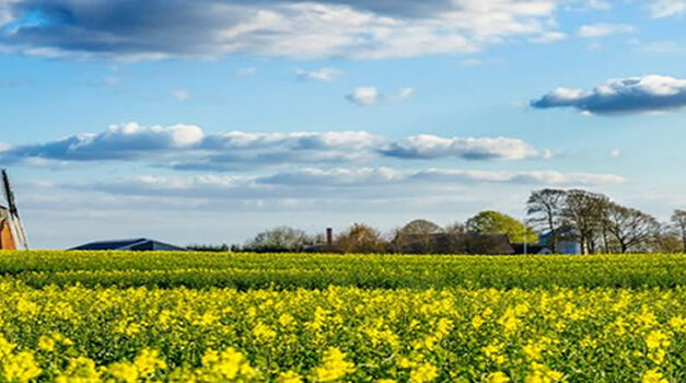 The Great Denmark To Become A 100% Organic Country