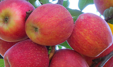 Plant een fruitboom
