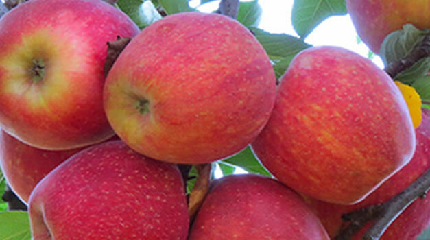 Plant een fruitboom