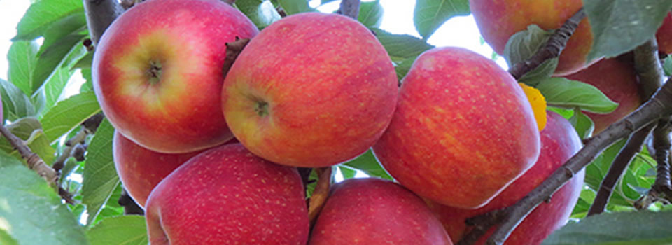 Plant een fruitboom