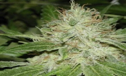 National Cancer Institute Quietly Confirms Cannabis Can Cure Cancer