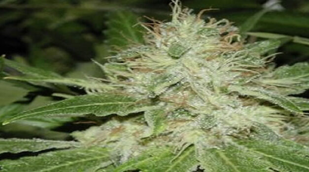 THE TRUTH ABOUT MARIJUANA’S BIGGEST KEPT SECRET – Teeka Tiwari