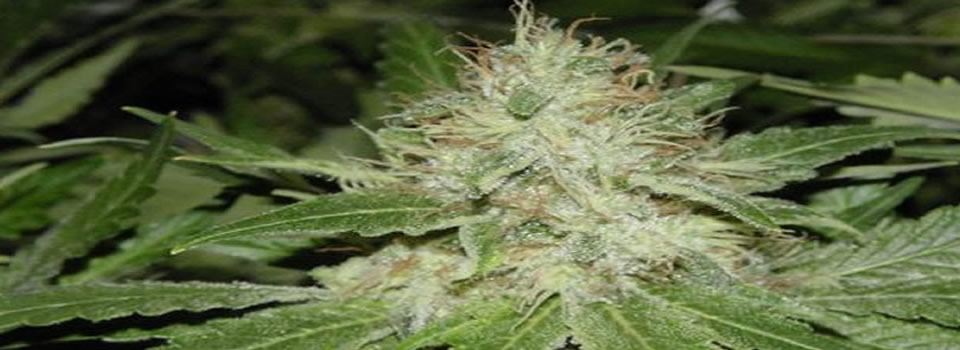 Hoezo CBD illegaal…?