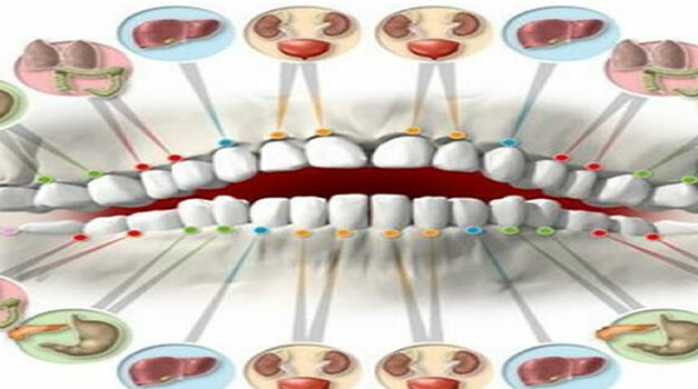Each Tooth Is Associated With Organ In The Body!