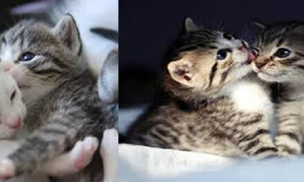 The SECRET SOUL MISSION Of Cats Is Revealed