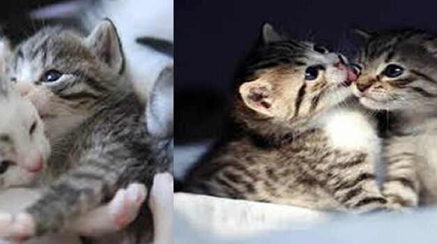 Why GOD Sent You a Cat – The Spiritual Messages Hidden in Their Words