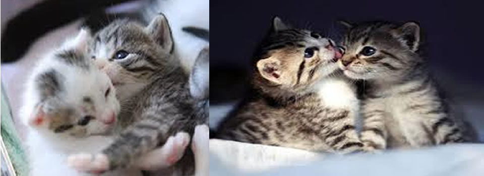 Why GOD Sent You a Cat – The Spiritual Messages Hidden in Their Words