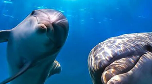 Bottlenose Dolphin Rescue