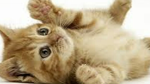 Cats Diary, zo grappig….