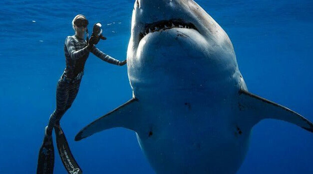 Diving in open water with Great White Sharks