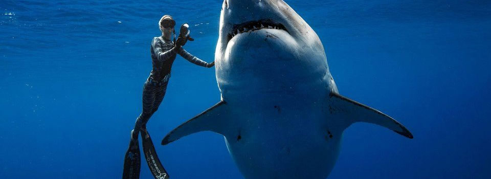 Diving in open water with Great White Sharks