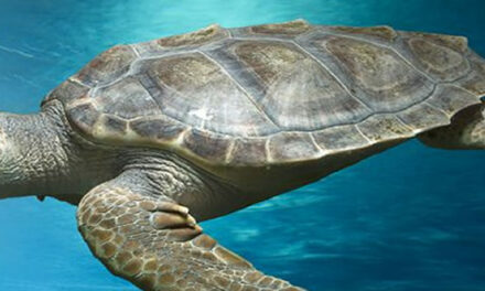 Over schildpadden en andere Zenmeesters