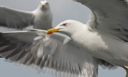 Wie herinnert zich nog Jonathan Livingston Seagull?